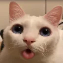 cate