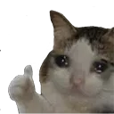 sad_cat Discord Emoji