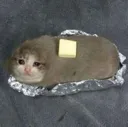 dinner dinner