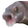 DL_OOOO