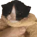 SmolCatMeow