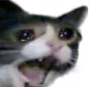 cat_despair