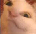 gumbk