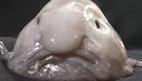 Blobfish Blobfish Discord Emoji