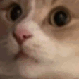 Cat_Shake Discord emoji