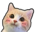 Cat_aw Discord emoji
