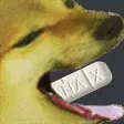 xanaxdog2