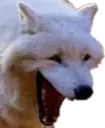 WHEEZE