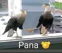 pana