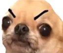 Rs_DogEnojado Rs_DogEnojado