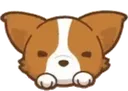 corgi