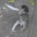 monkeyFriend monkeyFriend