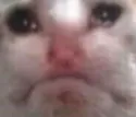 chincat