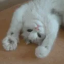catcute catcute