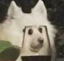 dogwat