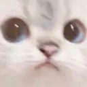 smoogCat smoogCat