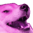 TIC_dog_kekbutpink