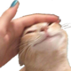 catpat Discord emoji