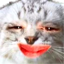 smug smug