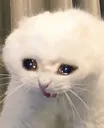 Cat_crying_rage