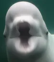 Beluga_pog