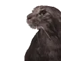 damnThatCatLooksPrettyFunnyHahah damnThatCatLooksPrettyFunnyHahah