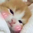 AGC_CatBlush Discord emoji