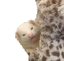 ferretsquint ferretsquint