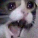 Cat Cri catcri Discord Emoji