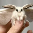 cutie_moth cutie_moth