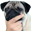 Pug Think Discord Emoji