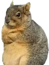 grumpSquirrel2 grumpSquirrel2