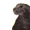 WalidFast Discord Emoji