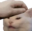 CatPet CatPet