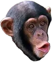 MonkeyPOG