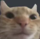 seriouscat