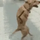zdoggohi zdoggohi