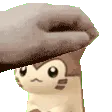FurretPet FurretPet
