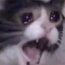 cryingcat