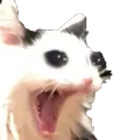 WHACAT