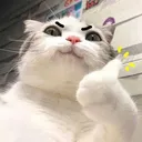 thumbs_up_cat_approve