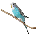 cutebudgie Discord emoji