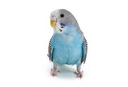 budgie Discord emoji
