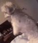dogmop Discord emoji