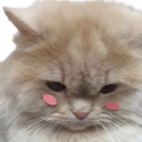 kittysad Discord emoji
