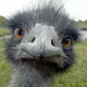 face_reveal