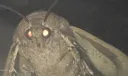 moth