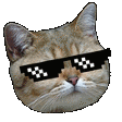 CatCoolHeadBob