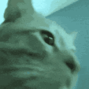 Cat Rainbow1 Discord Emoji