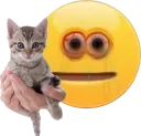 2060_holdkitty